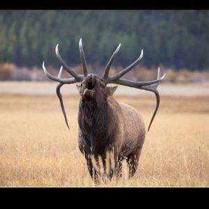 Meet your Posher, Johnny